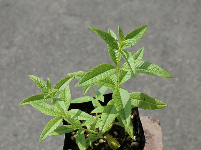 �С��٥� ����С��٥� 10.5cm�ݥå� ��