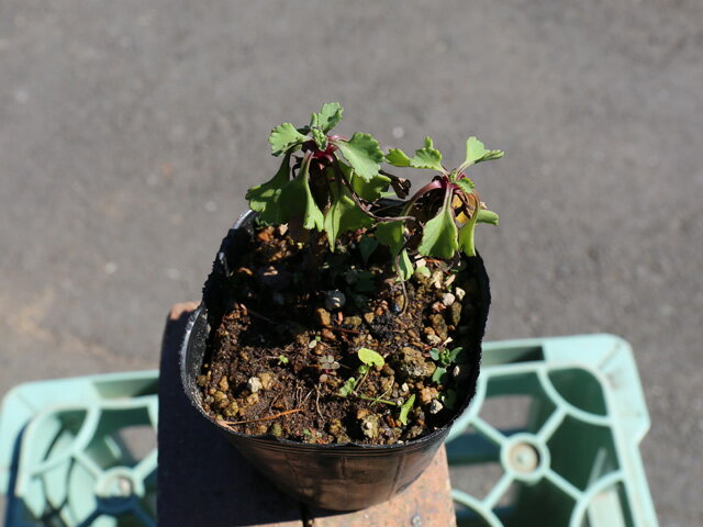 コハマギク 9.0cmポット 苗