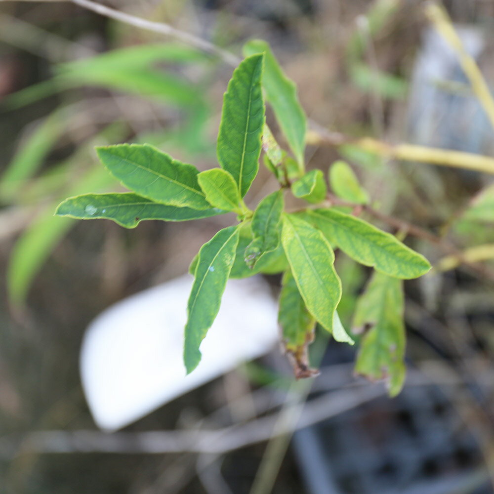 ハナイカダ メス 0.3m 10.5cmポット 5本 苗