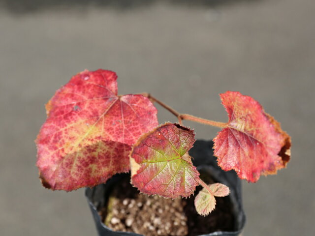 フユイチゴ 10.5cmポット 苗