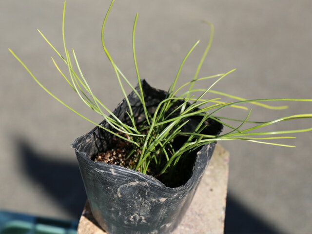 �ڥ������ȥ������� 9.0cm�ݥå� ��