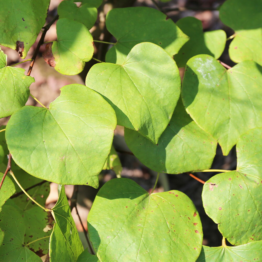 アメリカハナズオウ フォレストパンシー 2m 露地 2本 苗木