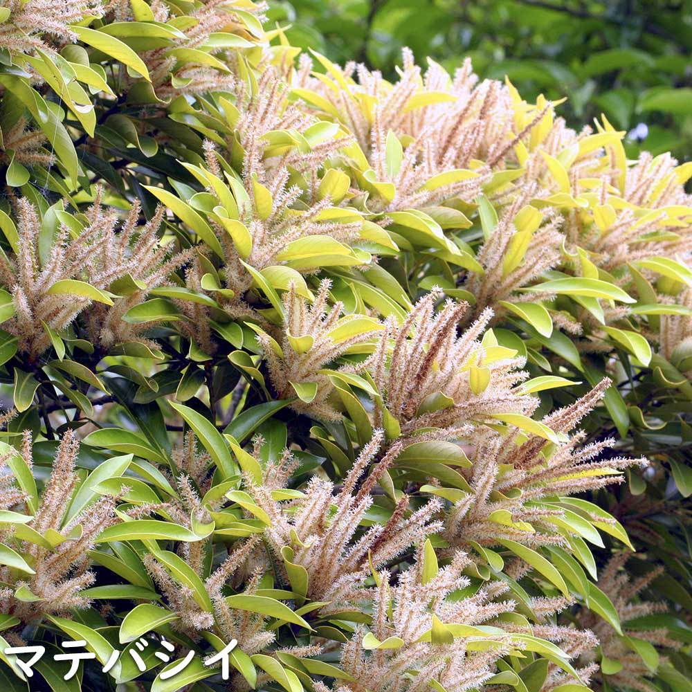 マテバシイ 株立ち 2.5m 露地 2本 苗木