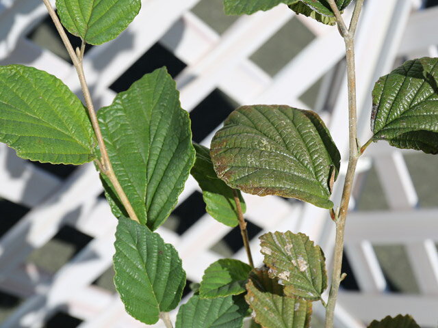 マンサク 1.5m 露地 2本 苗木