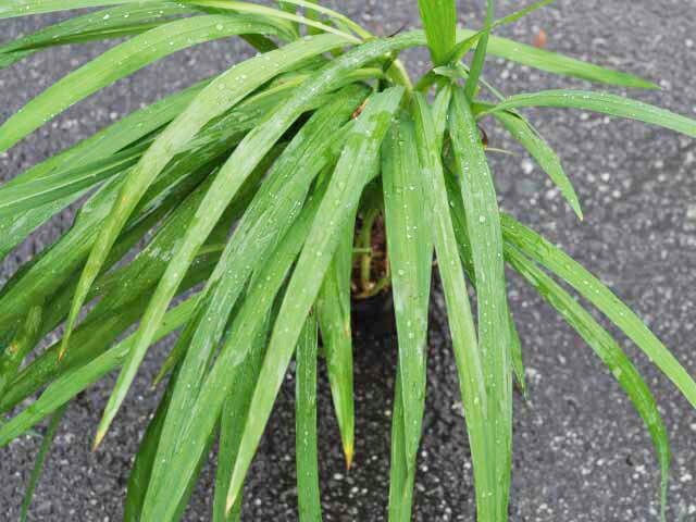 モントブレチア 10.5cmポット 50本 苗