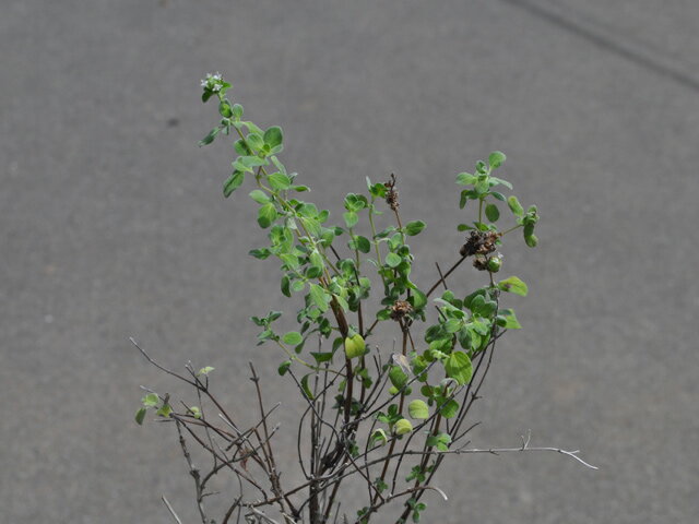 �ޥ����� 9.0cm�ݥå� 25�� ��