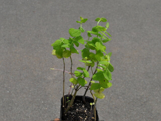 ���ڥ��ߥ�� 9.0cm�ݥå� 50�� ��