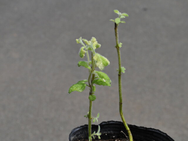 �ѥ��ʥåץ�ߥ�� 9.0cm�ݥå� 50�� ��