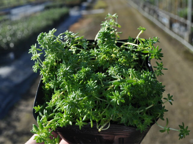 モリムラマンネングサ 9.0cmポット 30本 苗