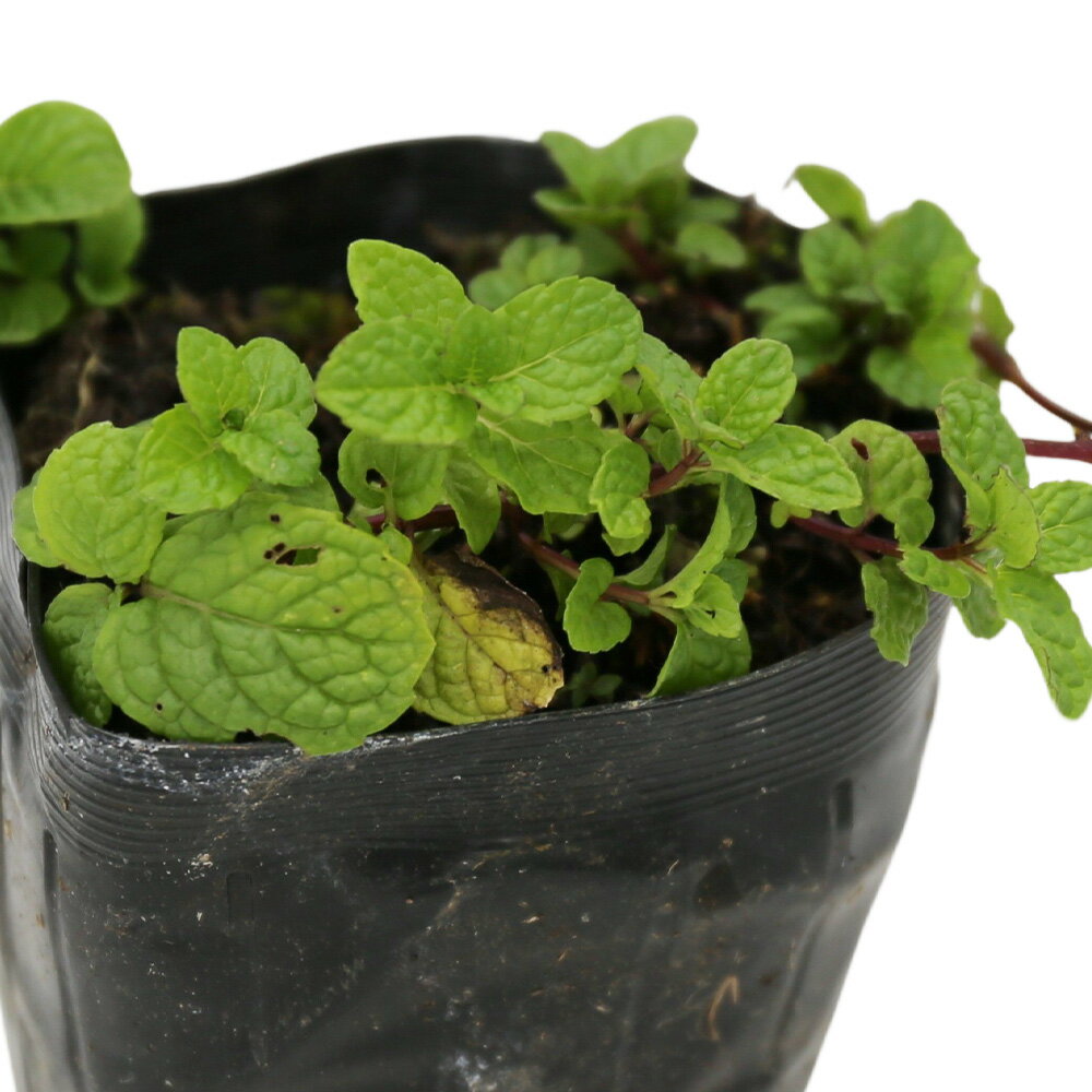 ミント ケンタッキーカーネルミント 9.0cmポット 苗