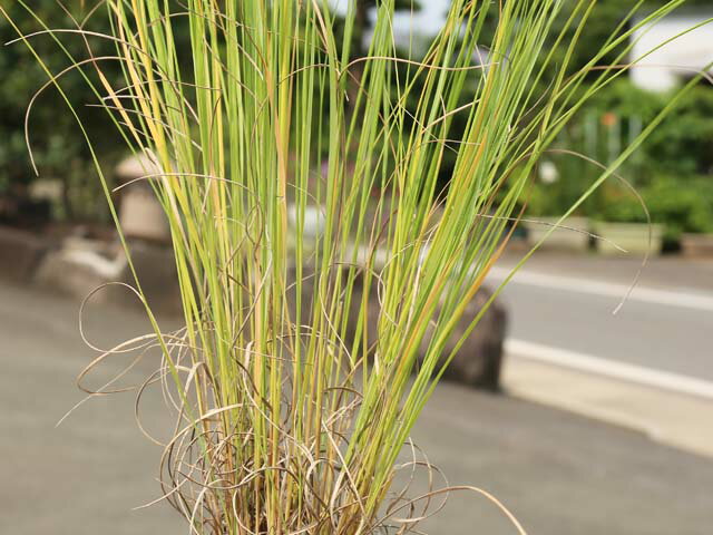 ミューレンベルギア 10.5cmポット 苗