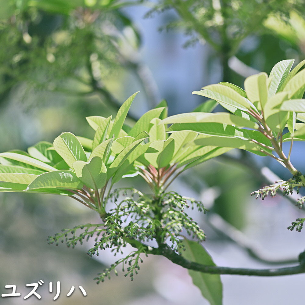 ユズリハ 2.3m 露地 2本 苗木