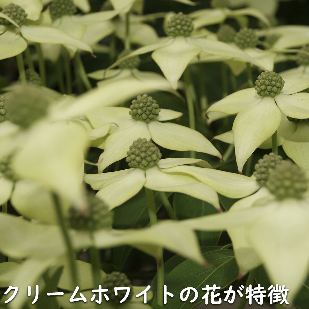 ヤマボウシ ミルキーウェイ 0.5m 10.5cmポット 5本 苗