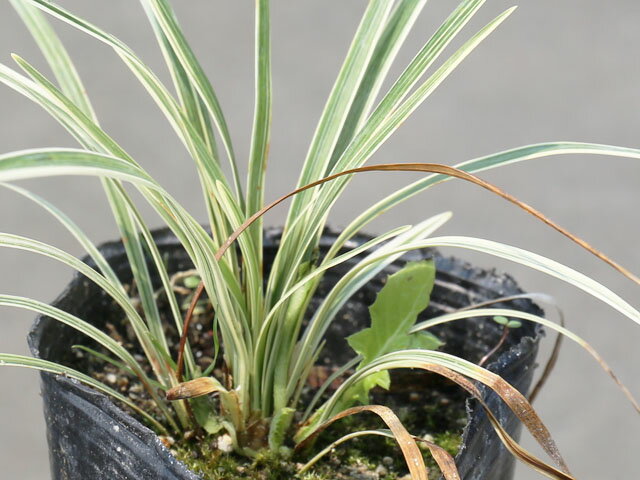 ヤブラン 白竜光 9.0cmポット 苗