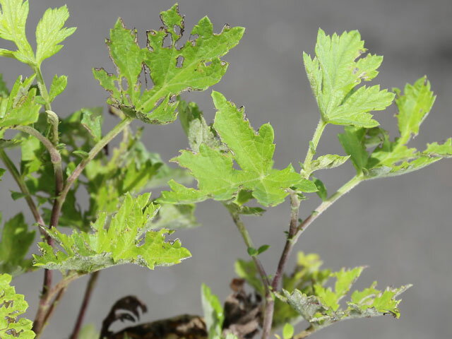 ヨモギ 9.0cmポット 苗 3