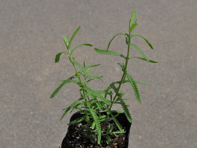 ��٥���� �ǥ󥿡��� 9.0cm�ݥå� 30�� ��