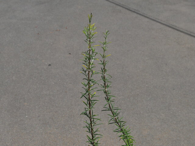 �������ޥ꡼ �٥ͥ�ǥ�֥롼 9.0cm�ݥå� ��