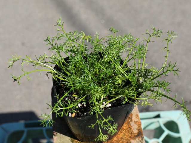 �����ޥ󥫥�ߡ��� 9.0cm�ݥå� 30�� ��