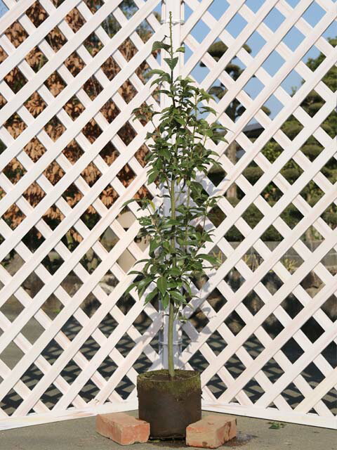 アラカシ 単木 1.2m 露地 苗