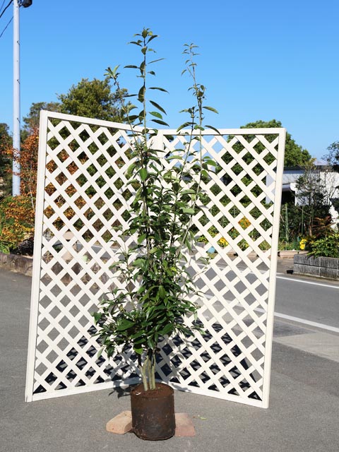 【アラカシ】（粗樫）読み：あらかし学名：Quercus glaucaブナ科コナラ属常緑高木別名：マルバガシ、ナラバガシ、クロガシ、ボウガシ【名前の由来】葉や枝振りが粗っぽいことから。【商品情報】綺麗な緑が特徴で生垣によく使われる樹種です。山...