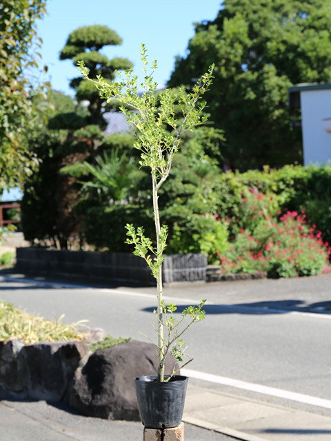 イヌツゲ 0.7m 15cmポット 苗