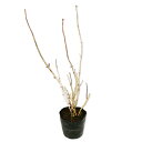 アジサイ (花色指定不可) 15cmポット 苗