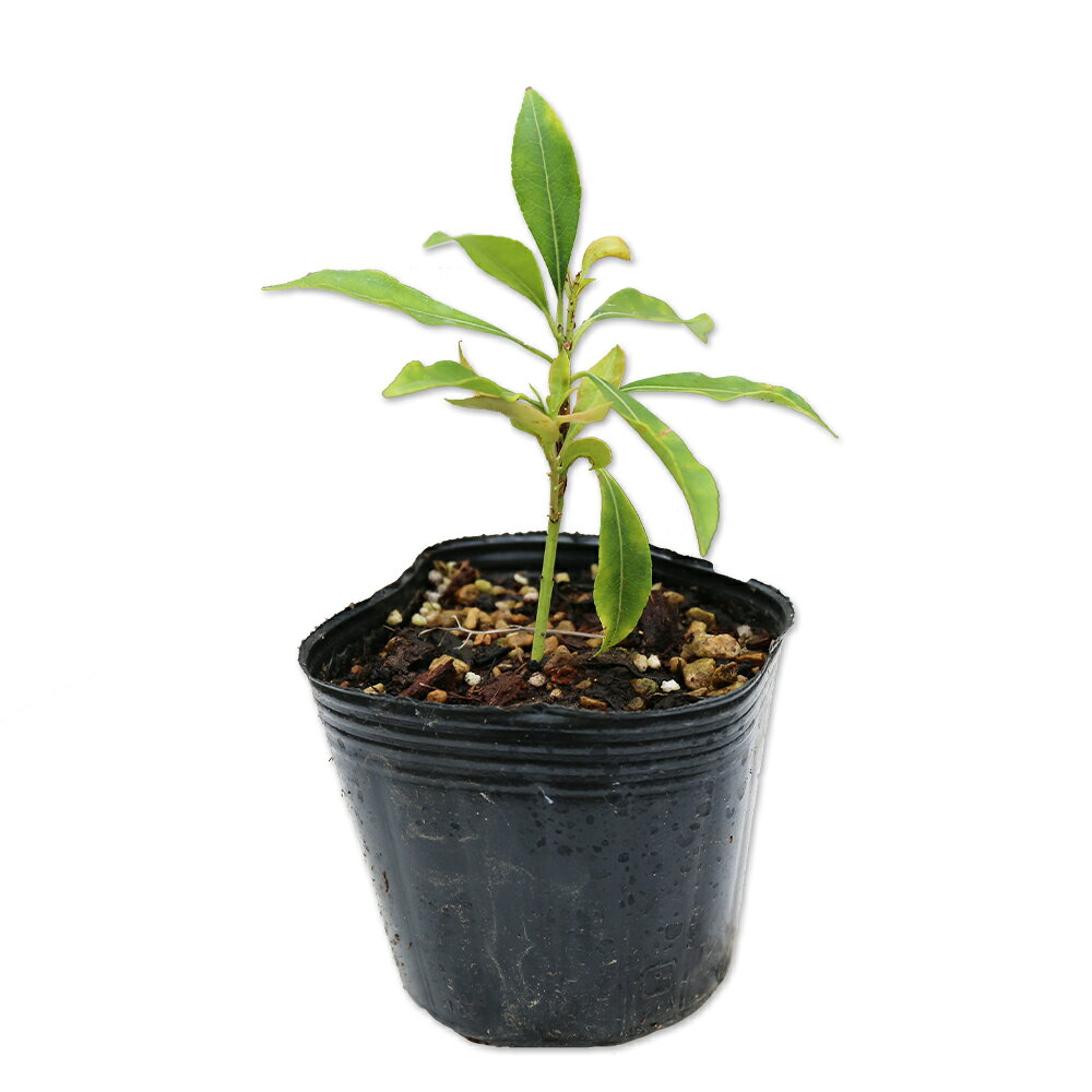【アセビ】（馬酔木）読み：あせび学名：Pieris japonica subspツツジ科アセビ属常緑低木別名：イセボ、アシビ【名前の由来】足廃 （アシイ）から。 【商品情報】アセビは4m程度になる常緑低木です。日本各地に自生しています。早春にスズランのような釣鐘型の小さな花を咲かせます。葉は小ぶりな楕円形で、一年中付いています。有毒植物で草食動物が食べない為、多く自生している場所もあります。葉を煎じて天然の殺虫材も作られます。花の色が違う園芸品種があります。【まとめ買いについて】 複数本・品種違い・規格違いのまとめ買いも歓迎しております。まとめてご注文いただくことで、販売価格の維持につながります。【育て方】日向が良い場所を好みます。乾燥した場所を好みます。毎年花を楽しみたい場合、実をつけると木が疲労するため、花が終わったあとに花穂をつみとり結実させないようにしましょう。自然樹形で整うため、剪定は控えます。適地＝全国日照り＝日向/半日陰樹形＝楕円形最終樹高＝4m施肥時期＝1〜2月or10月剪定時期＝4〜5月開花時期＝2〜4月果実＝9〜11月用途＝庭木/花木/グランドカバー【地被植物　用途一覧】[グランドカバー]平面＝斜面＝茎による増殖＝陰地に適する＝植付目安　9〜36鉢/1m2【その他】 アセビは花が美しい品種です。成長が遅くあまり手が掛かりません。神経系の毒がありますので注意が必要です。こちらの商品は花色指定不可となっております。【幼苗サイズでのお届けになります】白根や新芽の動きが確認できた苗を選別して発送しています。 根鉢が柔らかいため、移動や植え付け時はポット部分を持つか、根鉢の底を支えてお取り扱いください。 アセビ　9cmポット 550円アセビ　商品一覧9cmポット550円/在庫○0.2m10.5cmポット660円/在庫○15cmポット3300円/在庫○0.4m露地5500円/在庫○0.6m露地6600円/在庫○0.8m露地8800円/在庫○1.0m露地11000円/在庫○1.2m露地13200円/在庫○1.5m露地26400円/在庫○2.0m露地28600円/在庫×2.3m露地30800円/在庫×2.5m露地33000円/在庫×※規格、単価、在庫は個々商品ページを優先します同じツツジ科アセビ属の商品アセビアセビ赤花アセビ斑入り同じツツジ科の商品[ツツジ属]オンツツジ　エクスバリーアザレア　キシツツジ　サツキ(品種指定不可)　シャクナゲツツジ　セイヨウシャクナゲ　ツツジ　レンゲツツジ(花色指定不可)　キリシマツツジ　ヒラドツツジ(花色指定不可)　ヒカゲツツジ　バイカツツジ　ミツバツツジ　ムラサキヤシオツツジ　コバノミツバツツジ　ヨシノツツジ　ヤマツツジ　ヨドガワツツジ[アセビ属]アセビ　アセビ赤花　アセビ斑入り[スノキ属]シャシャンボ　ナツハゼ　ブルーベリー(品種指定不可)[ネジキ属]ネジキ[ドウダンツツジ属]ドウダンツツジ　ベニサラサドウダン　サラサドウダン　ベニドウダン[エリカ属]ジャノメエリカ[イチゴノキ属]イチゴノキ※園芸品種等は近縁種よりご参照ください
