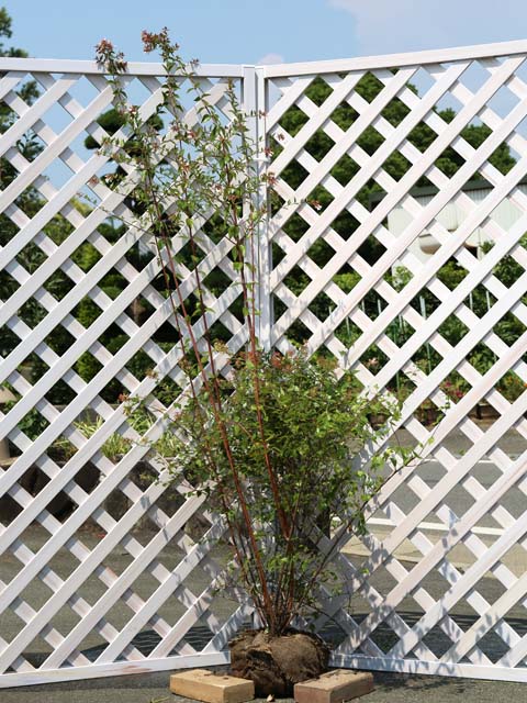 アベリア 1.7m 露地 苗木