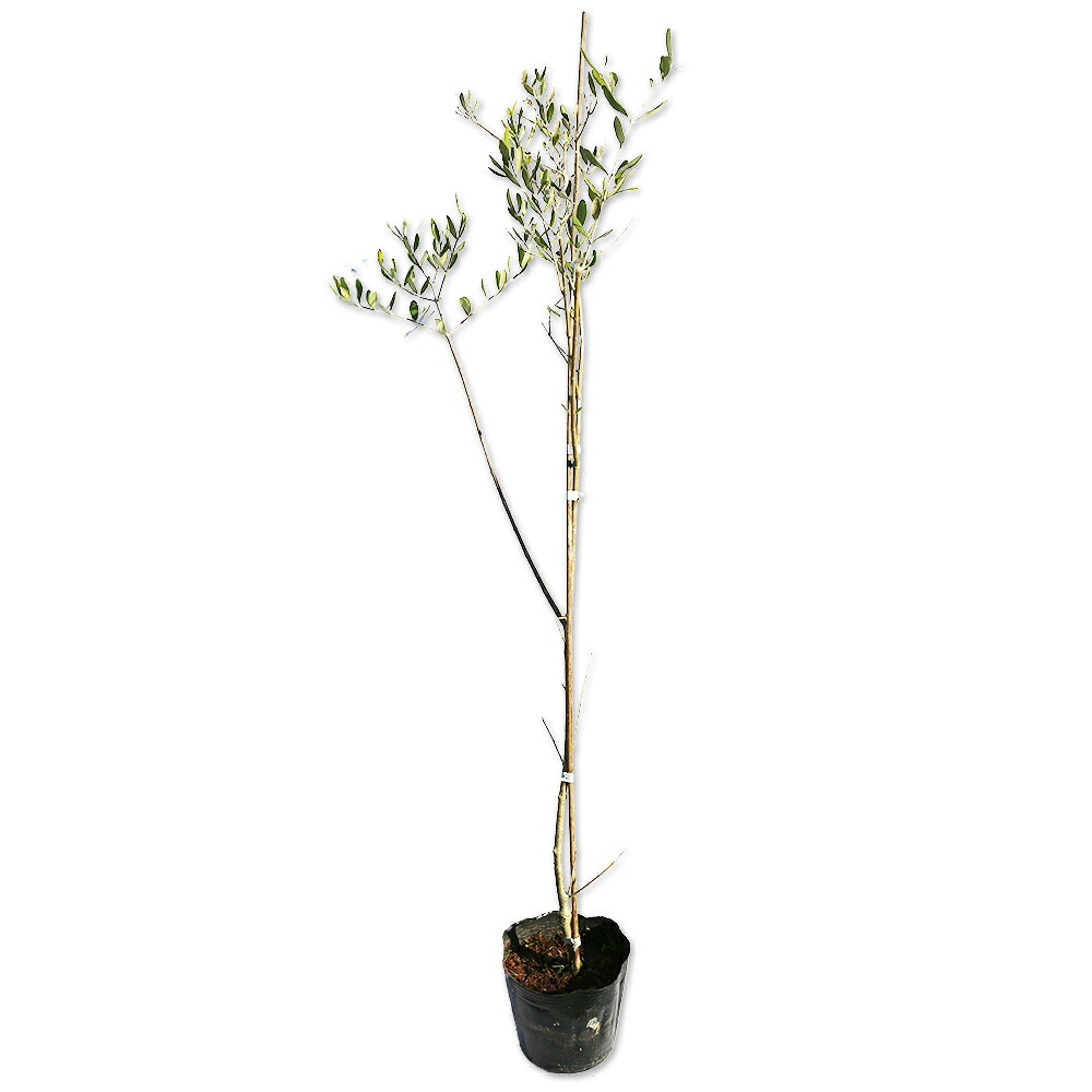 楽天市場】斑入り（種類（植物）オリーブ）の通販