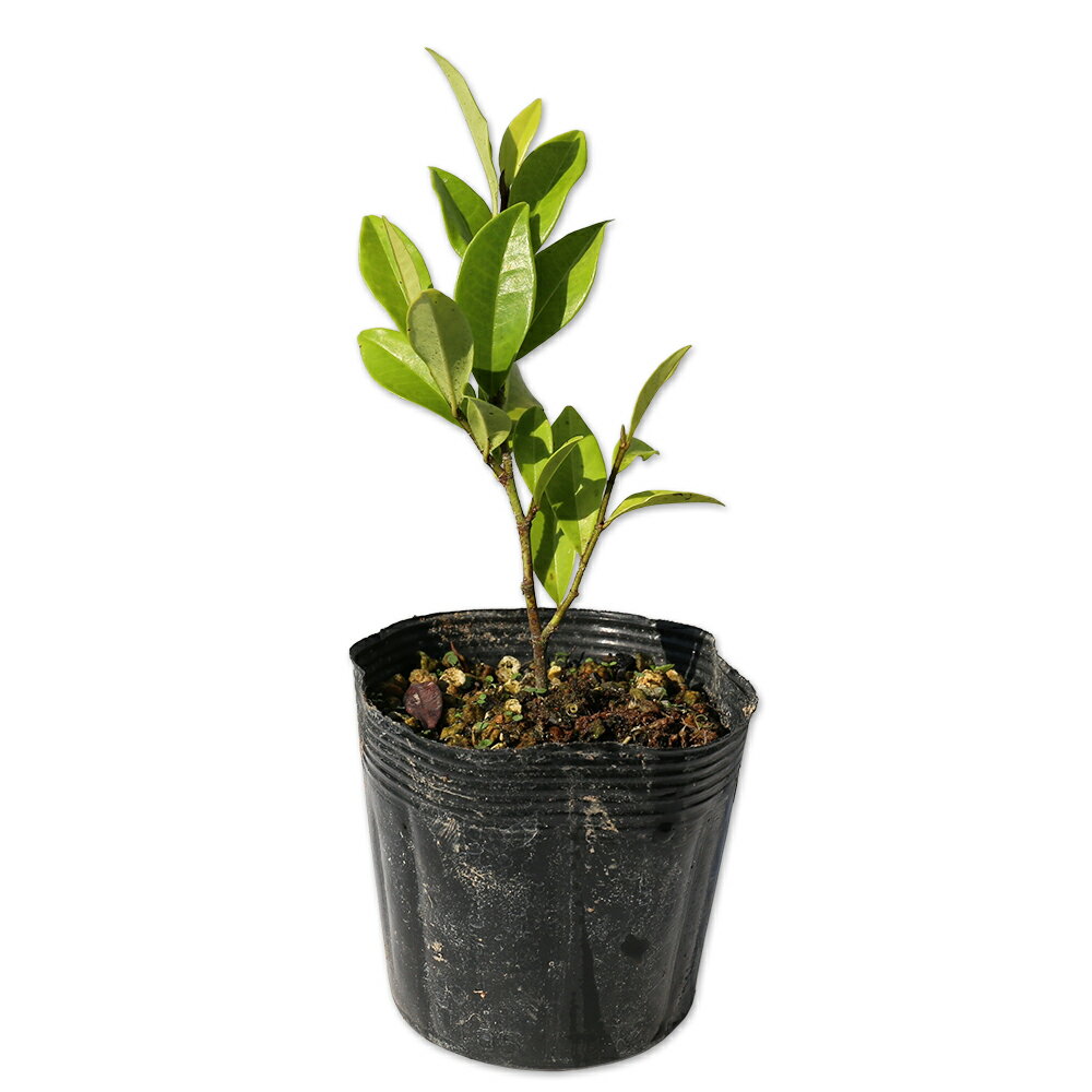 【カラタネオガタマ/ポートワイン】（赤花唐種招霊）読み：からたねおがたま/ぽーとわいん学名：Magnoliaceae Micheliaモクレン科オガタマノキ属常緑高木別名：ベニバナカラタネオガタマ【名前の由来】中国原産（唐）から。神霊を招く...