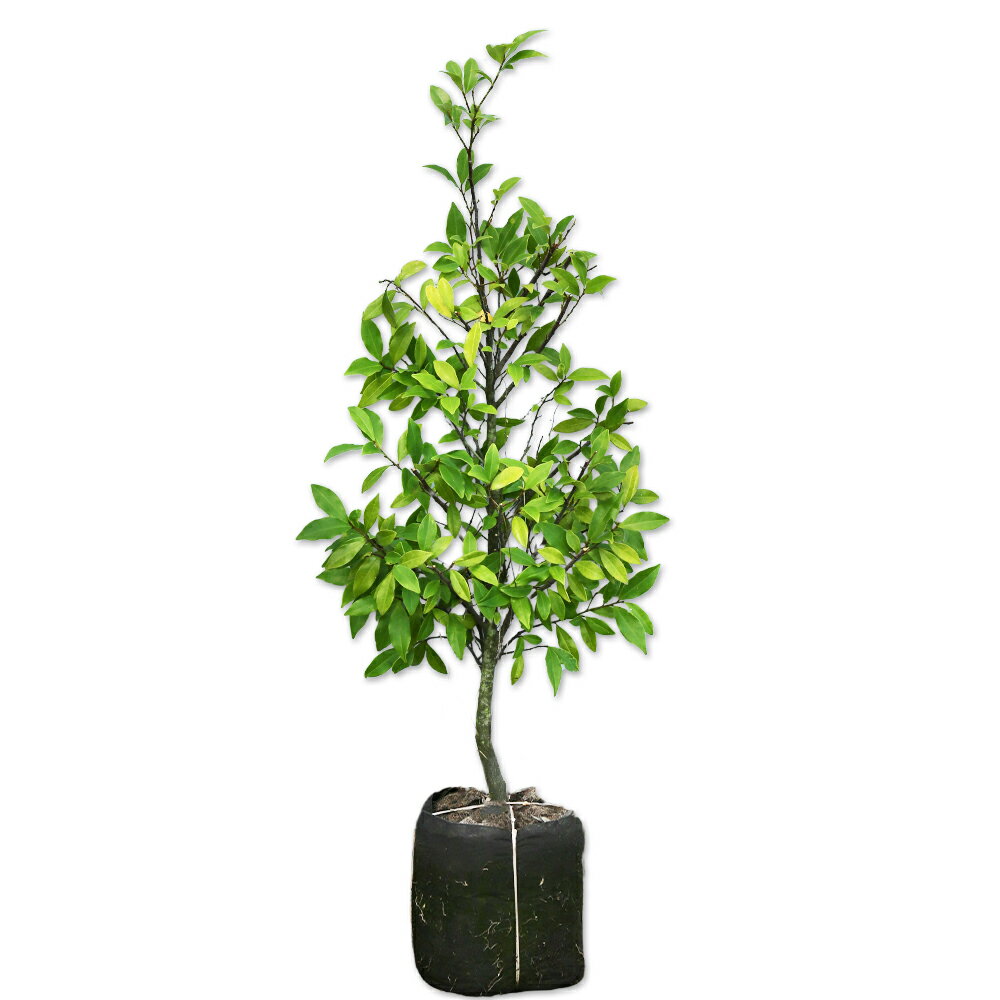 【カラタネオガタマ/ポートワイン】（赤花唐種招霊）読み：からたねおがたま/ぽーとわいん学名：Magnoliaceae Micheliaモクレン科オガタマノキ属常緑高木別名：ベニバナカラタネオガタマ【名前の由来】中国原産（唐）から。神霊を招く...