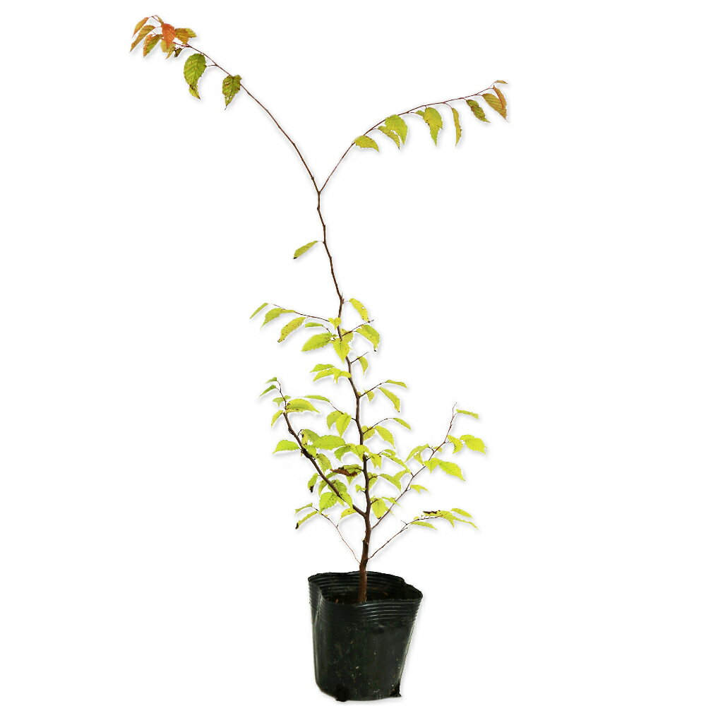 アカシデ 0.3m 10.5cmポット 15本 苗