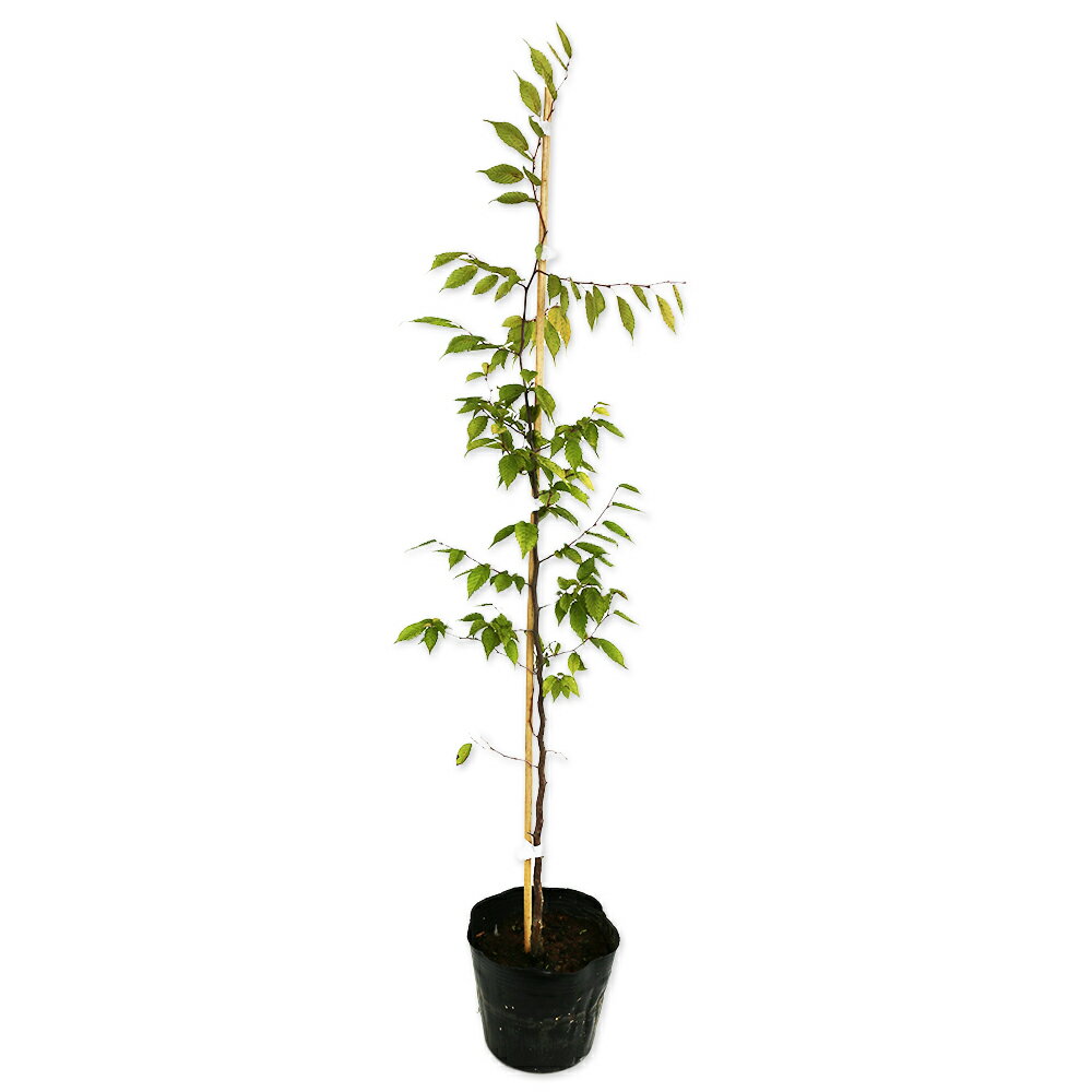 アカシデ 0.8m 15cmポット 苗