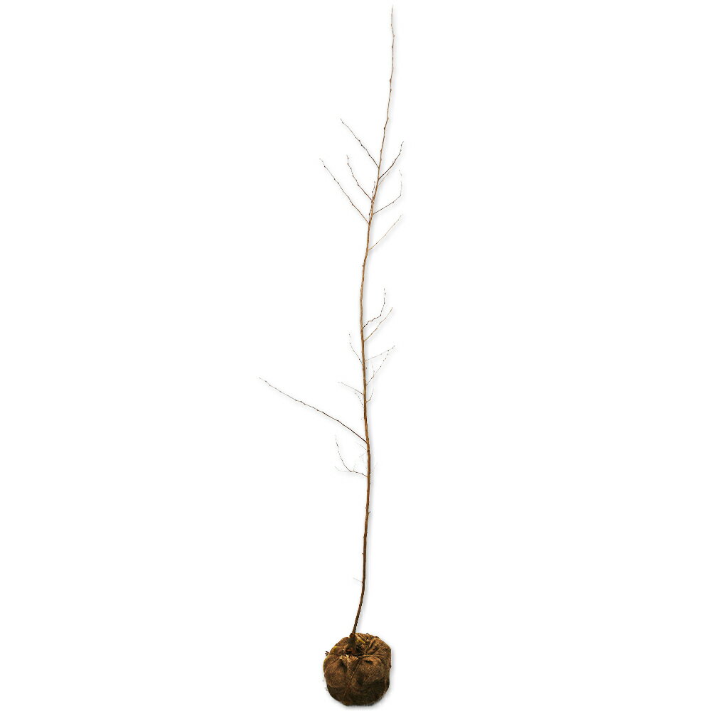 エゴノキ 単木 1.7m 露地 苗木