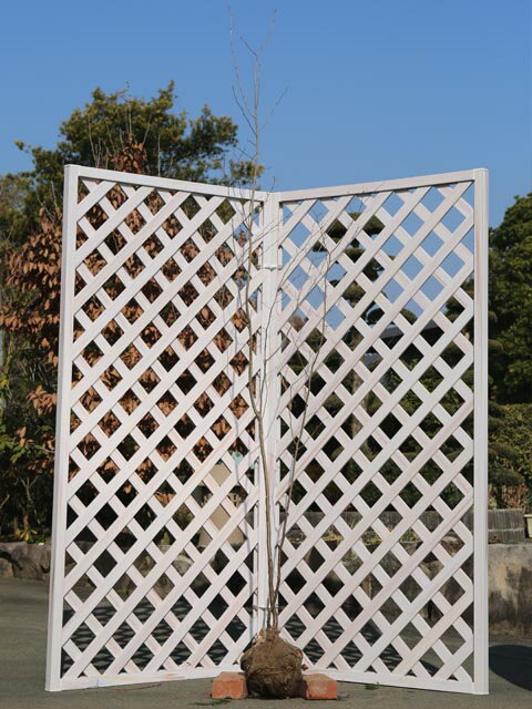 アブラチャン 単木 2m 露地 苗木