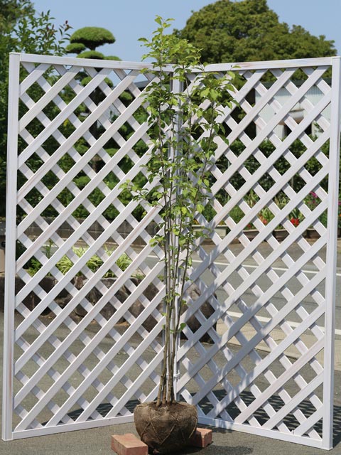 アブラチャン 株立ち 1.7m 露地 2本 苗木