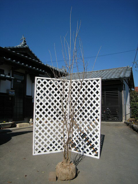 アブラチャン 株立ち 2m 露地 苗木