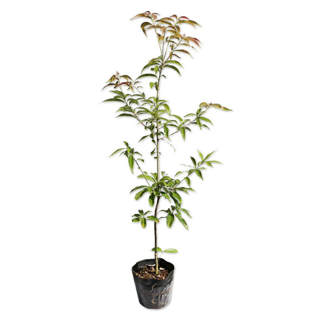 ウラジロガシ 0.8m 15cmポット 10本 苗