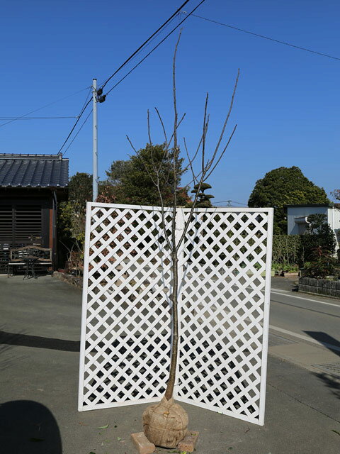 【エンジュ】（槐）読み：えんじゅ学名：Styphnolobium japonicumマメ科エンジュ属落葉高木別名：ニワウルシ【商品説明】エンジュは落葉高木です。中国が原産です。葉は羽状複葉で小さい葉が密生します。7月から8月にかけて蝶形の黄白色の花が咲き乱れます。エンジュは幸福を呼ぶ木として、新築の家の庭などに植えます。そして成長が早く葉が多いので日陰を作るのに最適です。【まとめ買いについて】 複数本・品種違い・規格違いのまとめ買いも歓迎しております。まとめてご注文いただくことで、販売価格の維持につながります。【育て方】比較的丈夫な木です。日の当たる水はけの良い肥えた土壌であれば問題なく成長します。刈り込みにもよく耐えるので早めに剪定をして木の高さを決めます。適地＝東北以南日照り＝日向or半日陰樹形＝卵型最終樹高＝15m施肥時期＝2月or9月剪定時期＝4〜5月or9〜10月開花時期＝7〜8月果実＝10月用途＝庭木・緑化樹木【その他】エンジュは『幸福を呼ぶ木』として庭や街路によく植えられています。中国では重宝されています。 エンジュ単木　2.5m露地 2本 46200円エンジュ　商品一覧0.3m10.5cmポット1320円/在庫○0.5m10.5cmポット1760円/在庫×単木0.8m露地13200円/在庫×単木1.7m露地17600円/在庫×単木2.0m露地18700円/在庫○単木2.3m露地20900円/在庫×単木2.5m露地23100円/在庫×※規格、単価、在庫は個々商品ページを優先します同じマメ科エンジュ属の商品エンジュイヌエンジュ同じマメ科の商品[エンジュ属]エンジュ　イヌエンジュ[エニシダ属]エニシダ[イタチハギ属]イタチハギ[クズ属]クズ[コマツナギ属]コマツナギ[キングサリ属]キングサリ[クララ属]クララ[センダイハギ属]センダイハギ黄花[ハリエンジュ属]ニセアカシア[ネムノキ属]ネムノキ[フジ属]フジ　ヤマフジ[レンリソウ属]ハマエンドウ[ハギ属]シロバナハギ　ミヤギノハギ　ヤマハギ　リュウキュウハギ[アカシア属]ミモザアカシア[ミヤコグサ属]ミヤコグサ[ハナズオウ属]ハナズオウ　ハナズオウ白花※園芸品種等は近縁種よりご参照ください