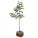 アオダモ 単木 (品種指定不可) 0.8m 露地 2本 苗