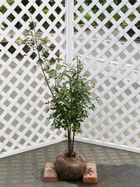 【アオダモ】（青?）読み：あおだも学名：Fraxinus lanuginosa f. serrataモクセイ科トネリコ属落葉高木別名：コバノトネリコ、アオタゴ【商品情報】アオダモは落葉高木です。北海道から九州まで自生しています。木製バットの材料として有名で各地で植樹されています。4月から5月にかけて白い小花をたくさん咲かせます。成長に時間がかかり成木になるまではかなりの時間を要します。幹には白い斑点模様ができます。【まとめ買いについて】 複数本・品種違い・規格違いのまとめ買いも歓迎しております。まとめてご注文いただくことで、販売価格の維持につながります。【育て方】日向地で、排水のよい土壌を好みます。落葉後に寒肥を与えます。強剪定は避け伸びすぎたり邪魔な枝を落葉後に軽く行い樹形を整えていきます。適地＝全国日照り＝日向or半日陰樹形＝ホウキ型最終樹高＝10〜15m施肥時期＝1月剪定時期＝1〜2月開花時期＝4月果実＝10月用途＝街路樹or緑化緑化orシンボルツリーor雑木【その他】アオダモはバットの木として有名です。全国各地で植樹が進められています。庭木としても人気があります。 ※こちらの商品は品種指定不可です。アオダモ(品種指定不可)株立ち　1.0m露地 16500円アオダモ(品種指定不可)　商品一覧9.0cmポット550円/在庫○0.3m10.5cmポット880円/在庫○0.3m15cmポット2530円/在庫○0.5m10.5cmポット1100円/在庫×単木0.6m露地6600円/在庫○0.5m15cmポット3300円/在庫○0.8m15cmポット3850円/在庫×単木0.8m露地7700円/在庫×単木1.0m露地8800円/在庫○単木1.2m露地11000円/在庫○単木1.5m露地13200円/在庫○単木1.7m露地15400円/在庫○単木2.0m露地18700円/在庫○単木2.5m露地23100円/在庫○株立ち0.3m15cmポット6600円/在庫×株立ち0.5m12cmポット5500円/在庫×株立ち0.8m露地13200円/在庫×株立ち1.0m露地16500円/在庫×株立ち1.2m露地17600円/在庫×株立ち1.5m露地24200円/在庫×株立ち1.7m露地26400円/在庫○株立ち2.0m露地30800円/在庫○株立ち2.3m露地33000円/在庫×株立ち2.5m露地35200円/在庫×※規格、単価、在庫は個々商品ページを優先します同じモクセイ科トネリコ属の商品アオダモ(品種指定不可)ヤマトアオダモアラゲアオダモシマトネリコシオジマルバアオダモヤチダモ同じモクセイ科の商品[オリーブ属]オリーブ[ソケイ属]ウンナンオウバイ　ハゴロモジャスミン[トネリコ属]アオダモ(品種指定不可)　ヤマトアオダモ　アラゲアオダモ　シマトネリコ　シオジ　マルバアオダモ　ヤチダモ[イボタノキ属]イボタノキ　オオバイボタ　シルバープリペット　ネズミモチ　トウネズミモチ　トウネズミモチ斑入り　プリペット[モクセイ属]キンモクセイ　ギンモクセイ　四季咲きモクセイ　ヒイラギ　ヒイラギモクセイ　オウゴンヒイラギ　ゴシキヒイラギ[ヒトツバタゴ属]アメリカヒトツバタゴ[レンギョウ属]レンギョウ[ハシドイ属]ライラック　ライラック白花　ライラック紫花※園芸品種等は近縁種よりご参照ください