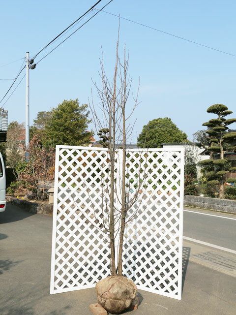 アズキナシ 株立ち 2.5m 露地 2本 苗木