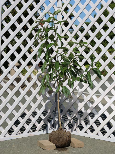 【アベマキ】（阿部槇）（コルククヌギ）読み：あべまき学名：Quercus variabilisブナ科コナラ属落葉高木別名：コルククヌギ、オニクヌギ【商品情報】アベマキはクヌギに良く似た落葉高木です。葉形状はクヌギに良く似ていますが、裏に毛が...