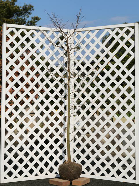 エノキ 1.7m 露地 苗木...