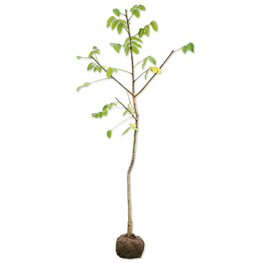 【オニグルミ】（鬼胡桃）読み：おにぐるみ学名：Juglans mandshurica var. sieboldianaクルミ科クルミ属落葉高木別名：クルミ、オグルミ【商品情報】オニグルミは落葉高木です。北海道から九州まで自生しています。葉は大型で奇数複葉です。初夏にたれ下がる花がさきます。種子は食用になりますが、非常に堅いです。カラが固いことからスタッドレスタイヤの素材としても使われます。【まとめ買いについて】 複数本・品種違い・規格違いのまとめ買いも歓迎しております。まとめてご注文いただくことで、販売価格の維持につながります。【育て方】日当たりがよく適湿な場所を好みます。基本的に剛健です。あまり手がかかりません。適地＝全国日照り＝日向or半日陰樹形＝卵型最終樹高＝25m施肥時期＝3月or10月剪定時期＝12〜1月開花時期＝4〜5月果実＝10月用途＝緑化樹木【その他】オニグルミは日本に自生している品種です。実の殻が非常に堅いです。 オニグルミ　2.5m露地 2本 50600円オニグルミ　商品一覧0.2m10.5cmポット660円/在庫○0.5m10.5cmポット1540円/在庫×1.0m露地11000円/在庫×1.2m露地13200円/在庫×1.5m露地15400円/在庫×1.7m露地17600円/在庫×2.0m露地20900円/在庫○2.3m露地23100円/在庫○2.5m露地25300円/在庫○※規格、単価、在庫は個々商品ページを優先します同じクルミ科クルミ属の商品オニグルミカシグルミ同じクルミ科の商品[サワグルミ属]サワグルミ[ノグルミ属]ノグルミ[ペカン属]ペカン[クルミ属]オニグルミ　カシグルミ※園芸品種等は近縁種よりご参照ください