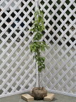 ウラジロノキ 1.5m 露地 苗木
