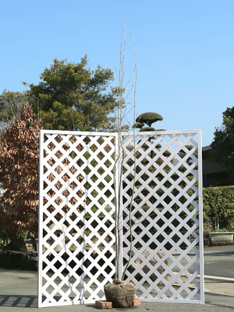 【ウラジロノキ】(裏白の木)読み：うらじろのき学名：Sorbus japonicaバラ科アズキナシ属落葉高木別名：アワダンゴ、ヤマナシ、ヤマスモモマメナシ【商品説明】ウラジロノキは落葉高木です。日本各地に自生しています。春に白い小花をさかせます。葉は波状になっていて、裏に綿毛があり白っぽく見えます。秋には小さなリンゴに似た赤い実がなります。【まとめ買いについて】 複数本・品種違い・規格違いのまとめ買いも歓迎しております。まとめてご注文いただくことで、販売価格の維持につながります。【育て方】日当りがよく、腐葉土がたっぷり入った湿り気のある土壌が適しています。植え付け後は手はかかりません。適地＝全国日照り＝日向or半日陰樹形＝卵形最終樹高＝20m施肥時期＝1〜2月剪定時期＝1〜3月開花時期＝5〜6月果実＝9月用途＝山林苗木【その他】 ウラジロノキは葉の裏が白い品種です。各地に自生しています。 ウラジロノキ単木　2.3m露地 2本 46200円ウラジロノキ　商品一覧0.5m10.5cmポット1870円/在庫×1.2m露地15400円/在庫○1.7m露地17600円/在庫○単木2.0m露地18700円/在庫×単木2.3m露地23100円/在庫○単木2.5m露地25300円/在庫○株立ち2.0m露地18700円/在庫×株立ち2.3m露地20900円/在庫×株立ち2.5m露地23100円/在庫×※規格、単価、在庫は個々商品ページを優先します同じバラ科アズキナシ属の商品アズキナシウラジロノキ同じバラ科の商品[ナナカマド属]オオウラジロノキ　ナナカマド[アロニア属]アロニア[シモツケ属]コデマリ(品種指定不可)　コデマリ斑入り　シモツケ　シロバナシモツケ　ホザキシモツケ　アメリカテマリシモツケ　ユキヤナギ[カマツカ属]カマツカ　ケカマツカ[カナメモチ属]カナメモチ　レッドロビン[シモツケソウ属]キョウカノコ[キンミズヒキ属]キンミズヒキ[ワレモコウ属]カライトソウ　ナガホノシロワレモコウ　ワレモコウ　タンナワレモコウ[コゴメウツギ属]コゴメウツギ[キイチゴ属]ブラックベリー　フユイチゴ　ルブスカリシノイデス[ザイフリボク属]ジューンベリー[シャリンバイ属]シャリンバイ　ベニバナシャリンバイ　マルバシャリンバイ[リンゴ属]ズミ　ハナカイドウ[サンザシ属]サンザシ[バラ属]テリハノイバラ　ツルバラ　ノイバラ　ナニワノイバラ　ハマナス[サクラ属]セイヨウバクチノキ　ハナモモ　クサボケ　ハナモモ桃花　シダレハナモモ源平　バクチノキ[キジムシロ属]ツルキンバイ　ポテンティラ　ヘビイチゴ[スモモ属]ニワウメ[ホザキナナカマド属]ホザキナナカマド[オランダイチゴ属]ホワイトピーチベリー　ワイルドストロベリー[ヤマブキ属]ヤマブキ[ナシ属]ヤマナシ[アズキナシ属]アズキナシ　ウラジロノキ[ボケ属]ボケ[トキワサンザシ属]タチバナモドキ　ピラカンサ　ピラカンサ黄色[シャリンバイ属ヒメシャリンバイ]ヒメシャリンバイ[ヤナギザクラ属]リキュウバイ※園芸品種等は近縁種よりご参照ください