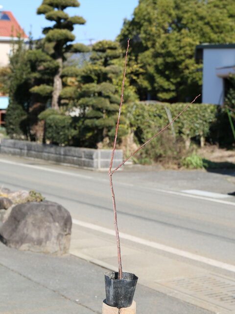 サクラ ウワミズザクラ 0.8m 12cmポット 苗