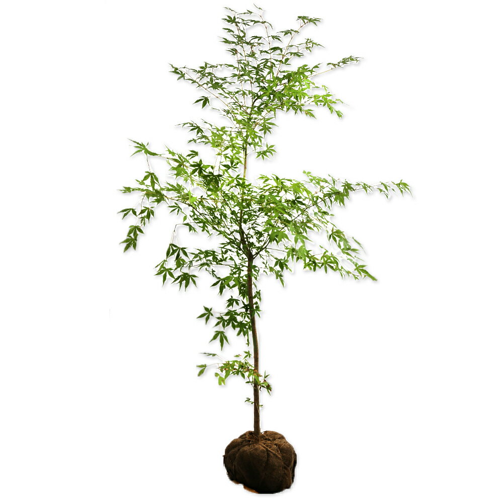 楽天市場】オオモミジ（ガーデニング・農業｜花・ガーデン・DIY）の通販