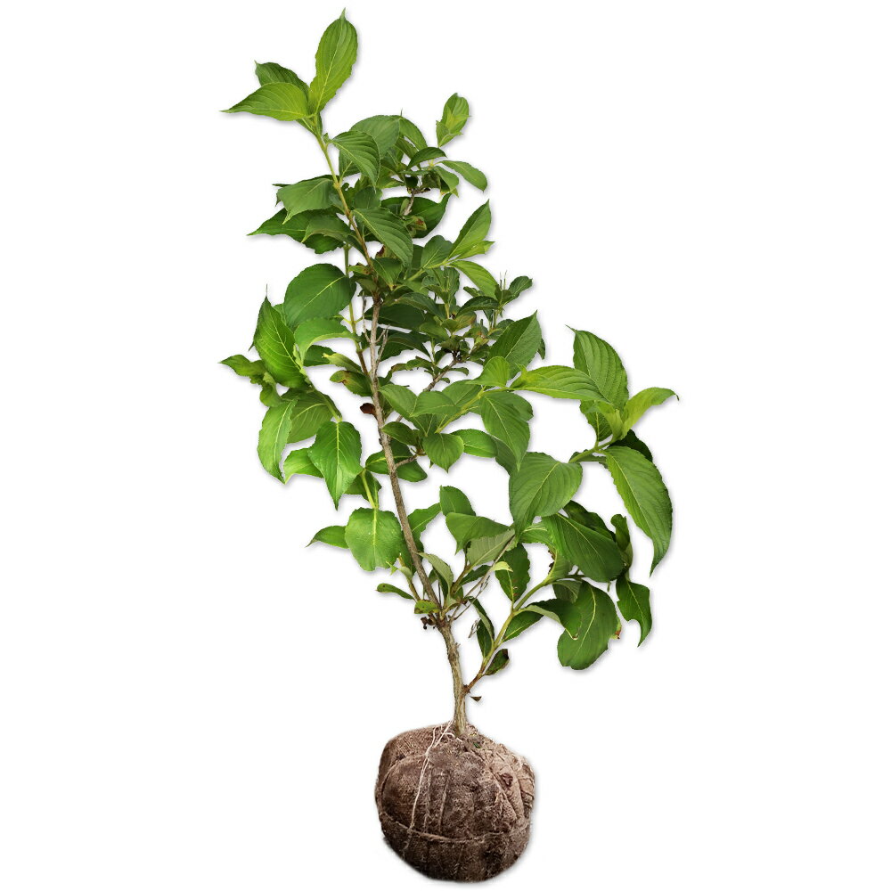 【ハコネウツギ】(箱根空木)読み：はこねうつぎ学名：Weigela coraeensisアジサイ科ウツギ属落葉低木別名：ゲンペイウツギ、ベニウツギ【名前の由来】箱根付近によく自生したから。幹の中が空洞で「空の木」から。【商品情報】ウツギは5...